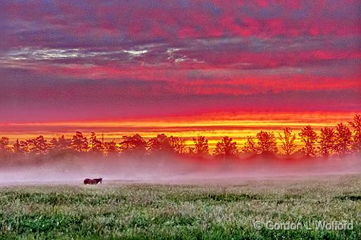 Horse In Misty Pasture At Sunrise_P1140585-7.jpg - Photographed near Smiths Falls, Ontario, Canada.